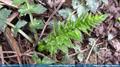 Froriepia